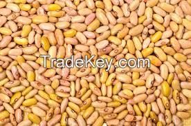 High quality  Yellow Kidney Beans