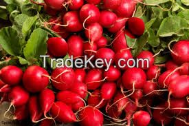 high quality  Fresh Red Radish