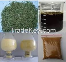 High   quality  Rosmarinic Acid