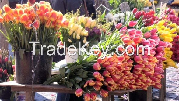 High quality  Fresh cut Roses 