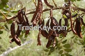 High  quality   Carob , Ceratonia siliqua 