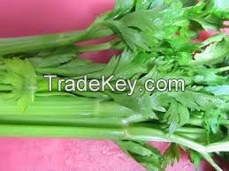 High  quality  Fresh celery