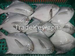 High  quality  FROZEN BLACK POMFRET WHOLE ROUND 