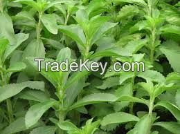 High  quality  Stevia