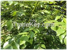 High  quality FRESH CURRY LEAVES