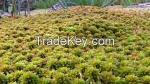 High  quality   Sphagnum Moss