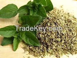 High quality  Oregano Extract Powder