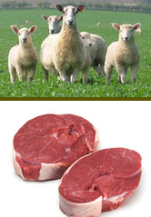 Lamb/Mutton