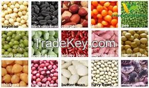 chickpeas, green mung beans, pigeon pea, cow pea, lentils, kidney beans