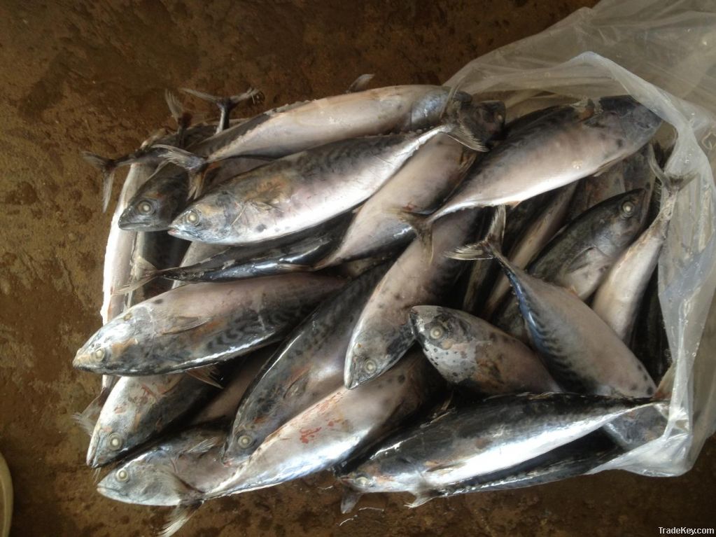 China frozen fish bonito whole round exporting