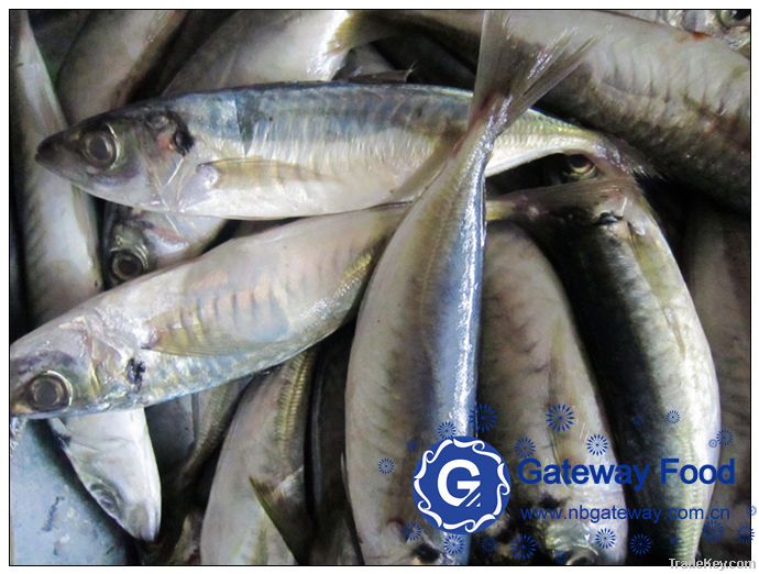 Frozen Horse Mackerel WR, HGT, HG(Trachurus japonicus)