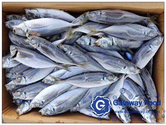 Frozen Horse Mackerel WR, HGT, HG(Trachurus japonicus)