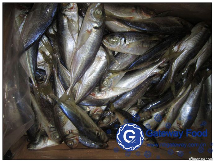 Frozen Horse Mackerel WR, HGT, HG(Trachurus japonicus)