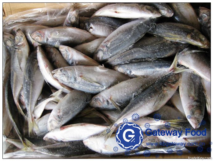 Frozen Horse Mackerel WR, HGT, HG(Trachurus japonicus)