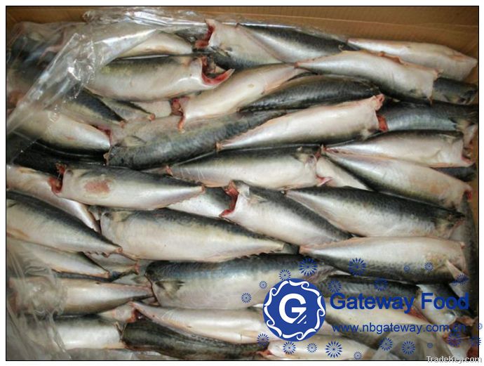 Frozen Mackerel WR, HGT, HG(Scomber japonicus)