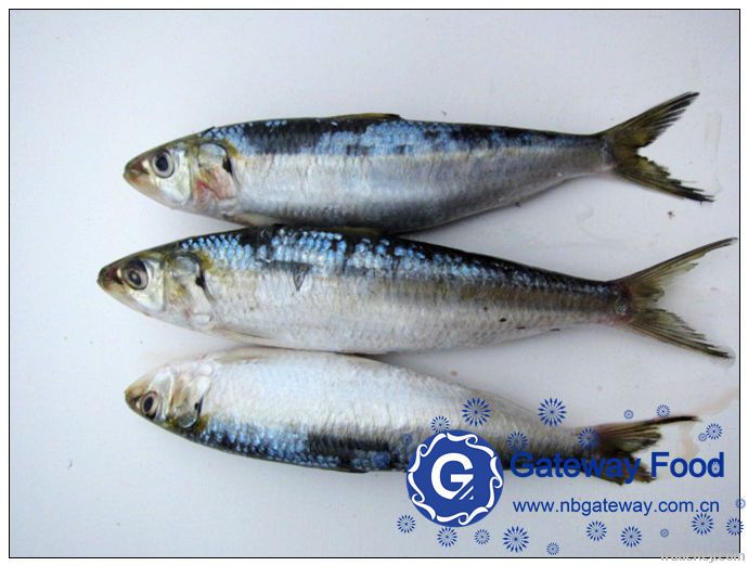 Frozen Sardine(Sardinella Aurita)