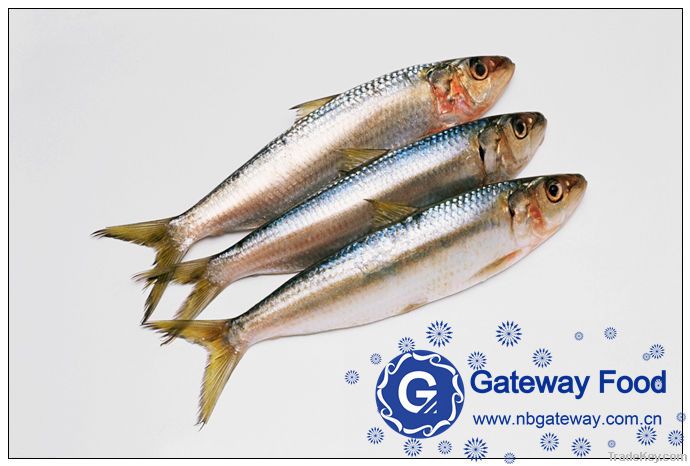 Frozen Sardine(Sardinella Aurita)