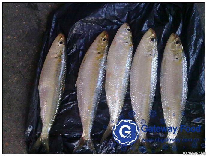 Frozen Sardine(Sardinella Aurita)