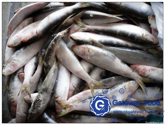 Frozen Sardine(Sardinella Aurita)