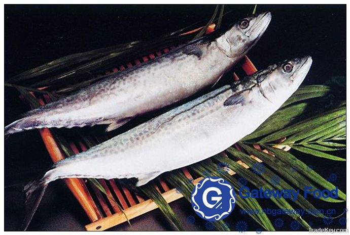 Frozen Spanish Mackerel (Scomberomorus Niphonius)