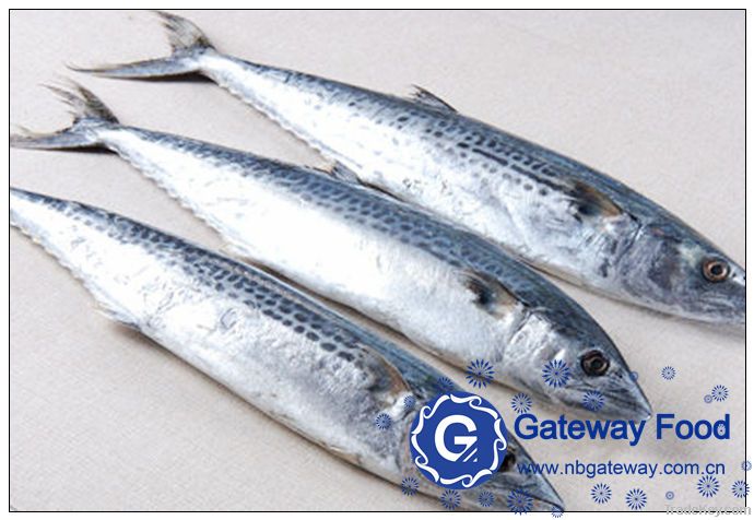 Frozen Spanish Mackerel (Scomberomorus Niphonius)