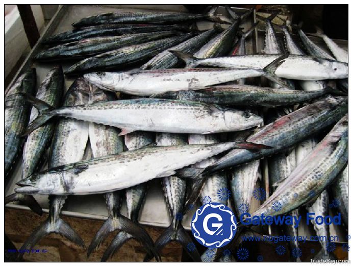 Frozen Spanish Mackerel (Scomberomorus Niphonius)