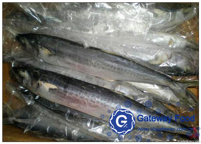 Frozen Spanish Mackerel (Scomberomorus Niphonius)