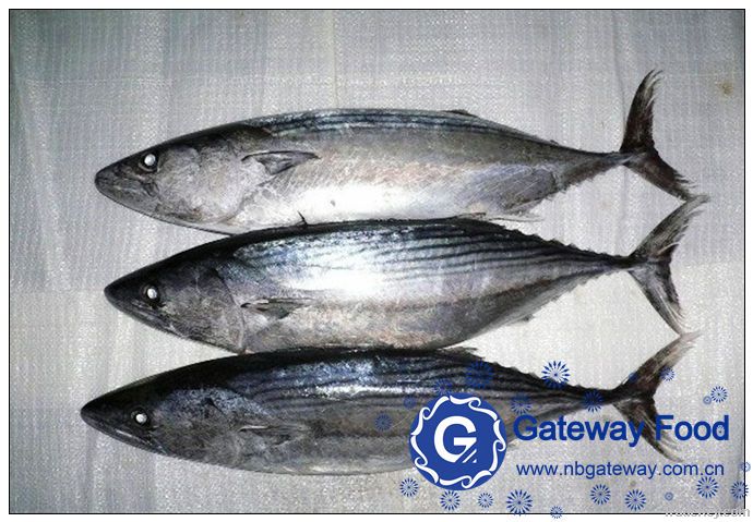 Frozen Bonito(Sarda Sarda)