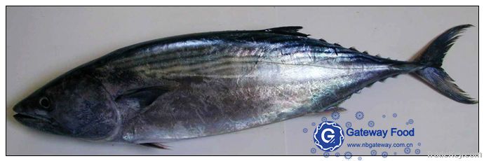 Frozen Bonito(Sarda Sarda)