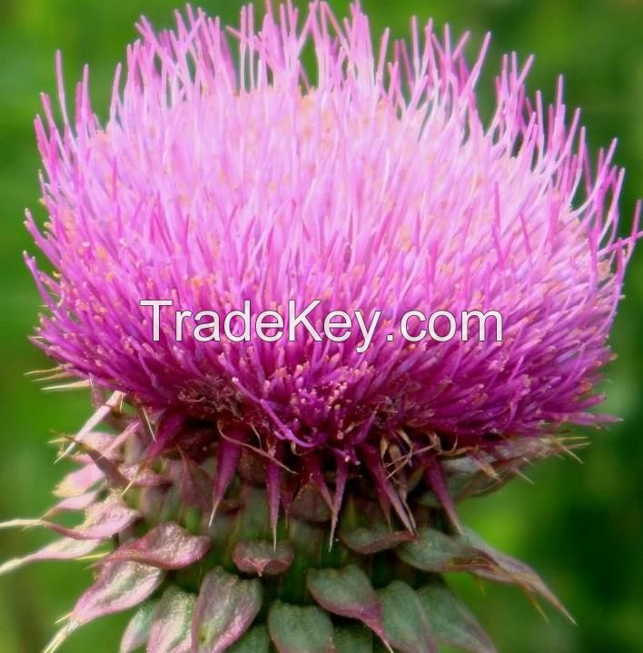 100% natural milk thistle extract silymarin