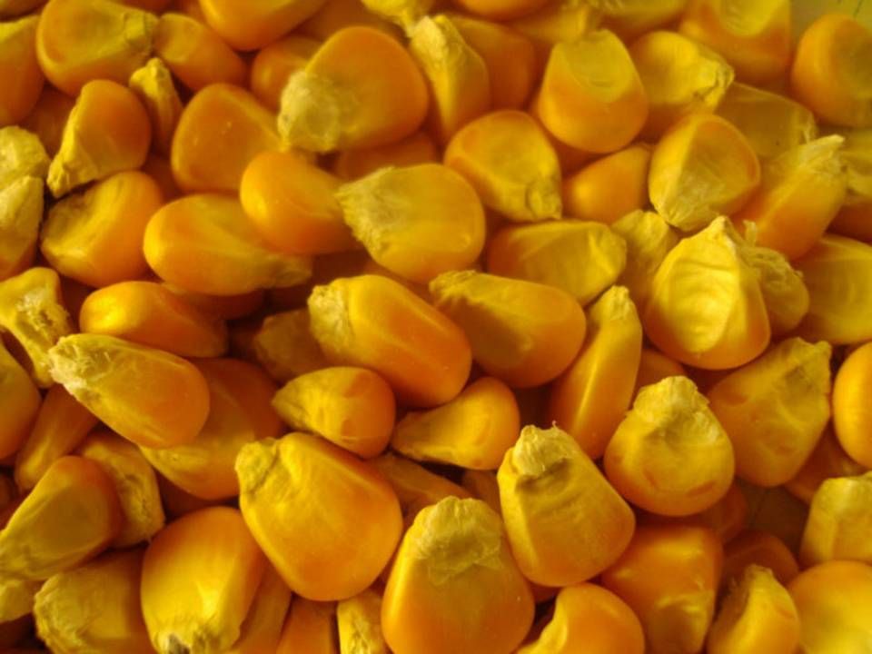 YELLOW CORN