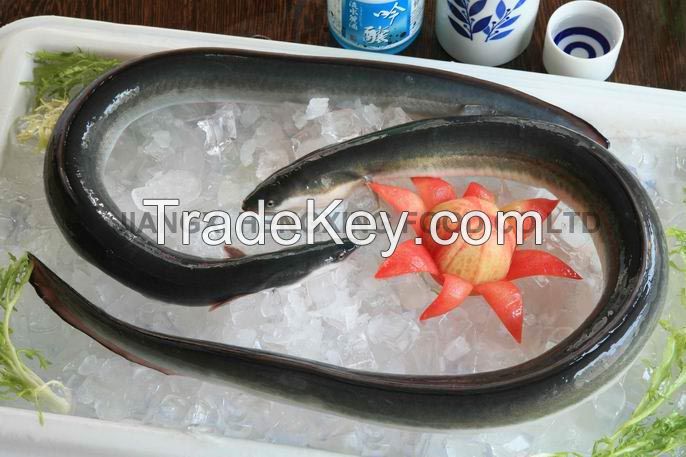 Frozen Eel (Anguilla Anguilla/Japonica)