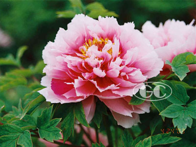 chinese tree peony