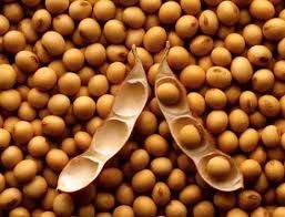 soybean