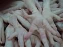 Quality Processed Frozen Chicken Feet