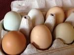 Fresh Chicken eggs for sale