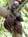 Live Land Snails For Sale