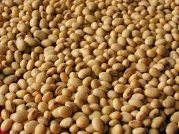 soya bean