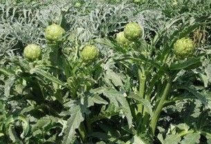 Artichoke Extract