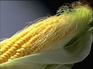 Maize Tassel Extract