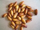  DRIED SILK PUPA 