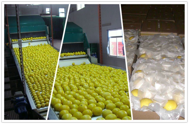 Fresh Eureka Lemon ( Adalia - Verna - green lime )