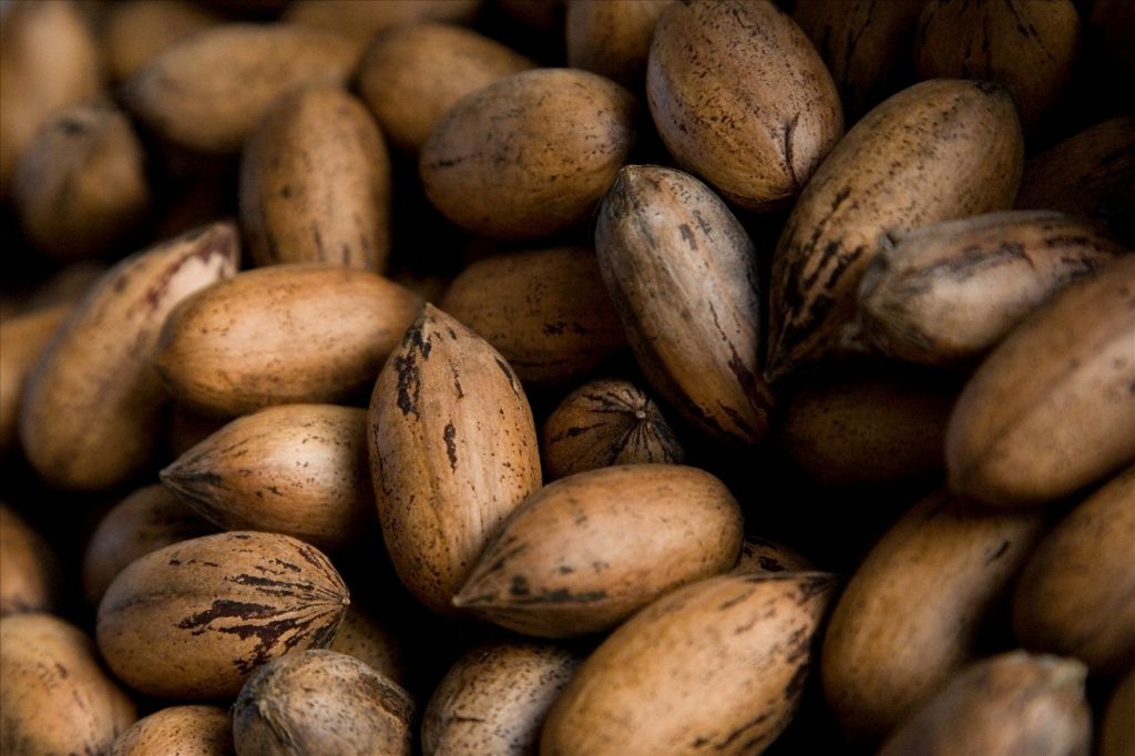 pecan nuts inshell and without shell
