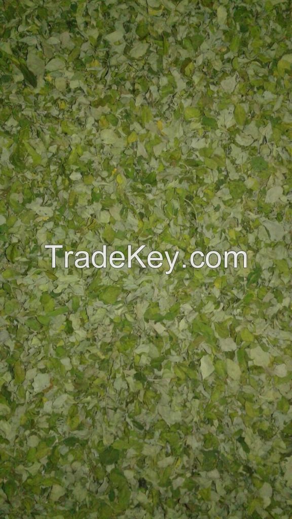 Moringa Leaves 