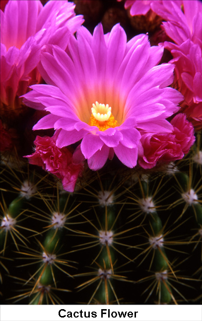 Cactus Flowers