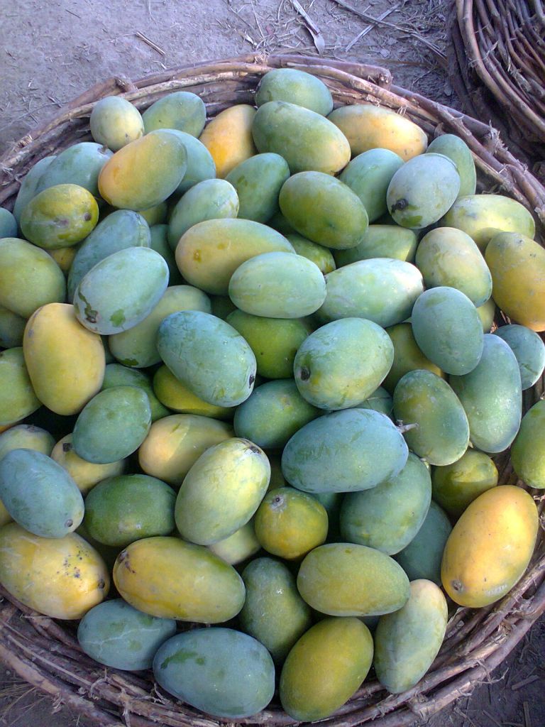 Mangoes