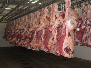 Viande Halal Bovin