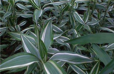 sandriyana cut foliage&#039;s  VICTORY (lucky bamboo)