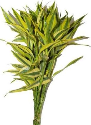 sandriyana cut foliage&#039;s  GOLD (lucky bamboo)