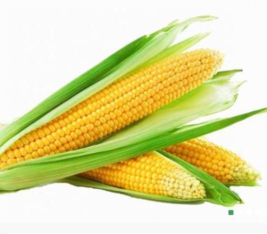 Maize | Maize Exporter | Corn Grain Seller | Maize Buyer | Bulk Maize Grain Importer | Corn bean Buyer | Corn bean Wholesaler | Corn Grain Manufacturer | Best Quality Corn Grain | Cheap Maize Supplier | Low Price Corn | Yellow Corn | White Cron | Baby Mai